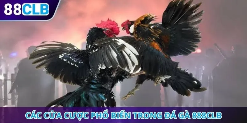 Các cửa cược phổ biến trong đá gà 888CLB