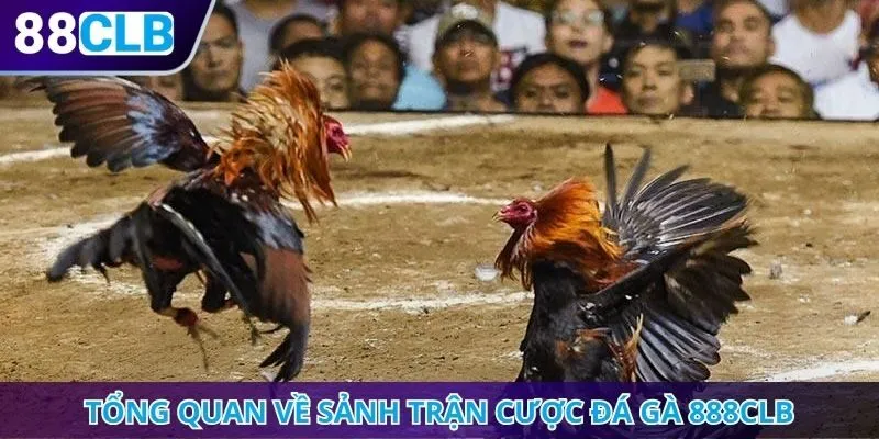 Tổng quan về sảnh trận cược đá gà 888CLB